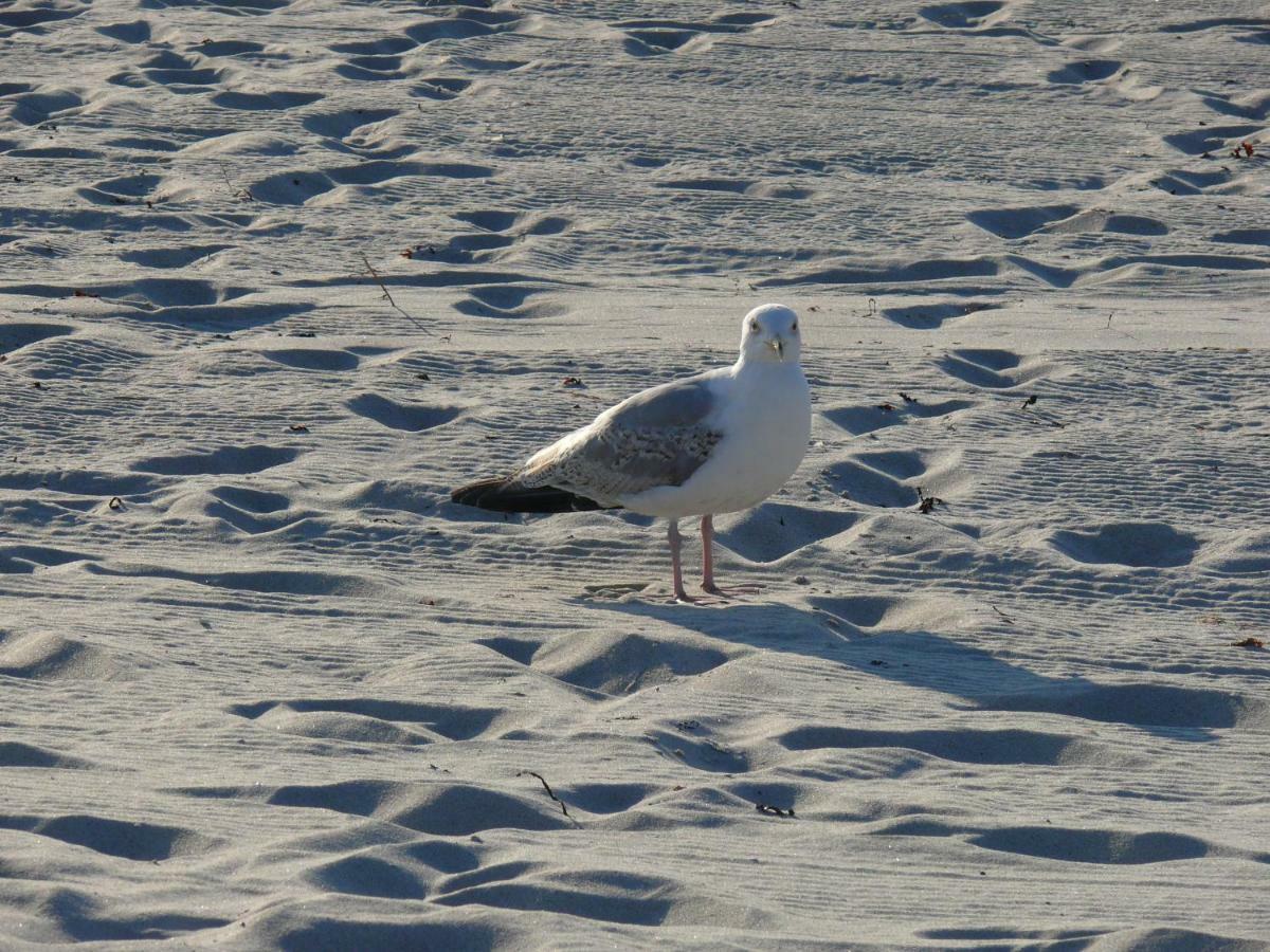 Am Ostseestrand Zingst Luaran gambar